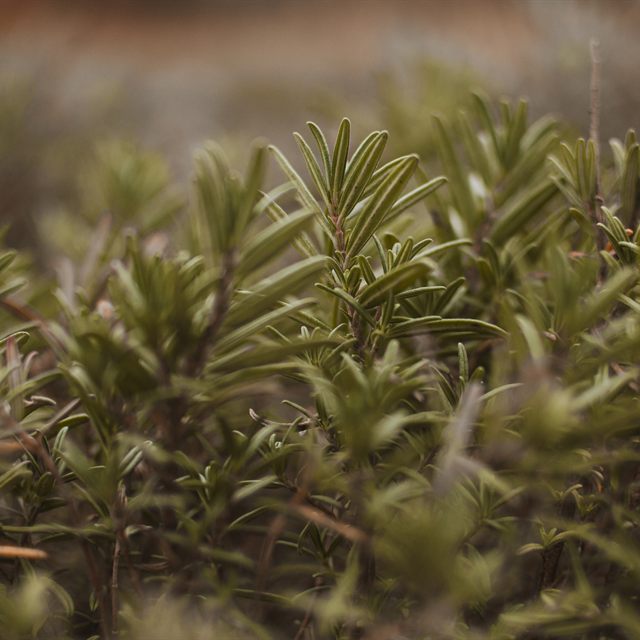 Kekik bitkisi — aromatik dar yapraklar